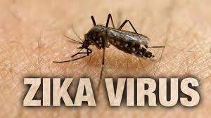 ویروس زیکا ممکن است با ربودن مولکول های ایمنی انسان، منجر به میکروسفالی شود