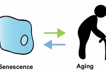 بزرگ شدن سلول های بنیادی به کاهش عملکرد طبیعی در طول پیری کمک می کند