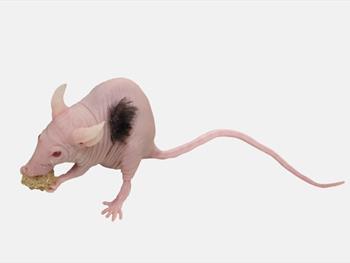 درمان طاسی در موش‌ها با پیوند سلول‌های بنیادی انسانی