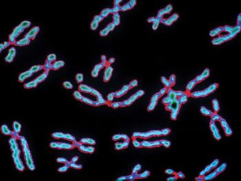 افزایش تعداد کروموزوم در سلول‌های سرطانی نسبت به سلول‌های سالم و تحمل آنیوپلوئیدی 