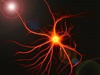 واکنش سلول ها به آسیب های مغزی چیست؟