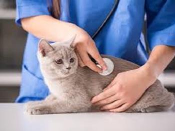 پیشرفت های صورت گرفته در زمینه سلول های درمانی می تواند به درمان بیماری های قلبی از گربه ها گرفته تا انسان کمک کنند