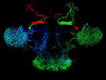 آنزیم مغزی که سلول های بنیادی عصبی خفته را بیدار می کند