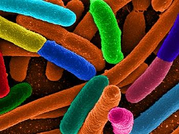 یک "کلید مرگ" ژنتیکی برای میکروب‌های مهندسی شده 