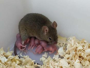 تولید بچه موش‌هایی زنده از تخمکی لقاح نیافته 