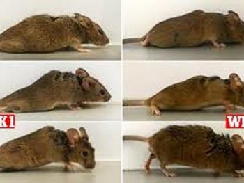 استفاده از ژن درمانی برای ناتوانی های حرکتی در مدل های جانوری