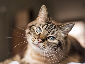 استفاده از انگل گربه رویکردی جدید در درمان سرطان 