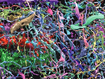 نقشه برداری از نحوه ایجاد سلول‌های مغزی از سلول‌های بنیادی