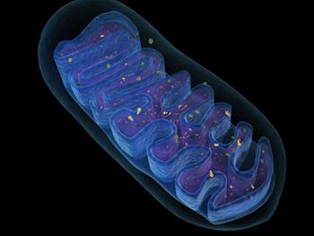 ساز و کار بیوژنز و شروع اولیه تشکیل بخش‌های کوچک میتوریبوزومی 