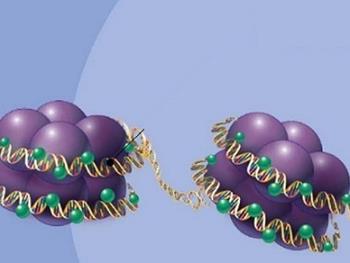 چگونگی بسته بندی DNA، می‌تواند به هدف گیری بهتر سلول‌های سرطانی کمک کند