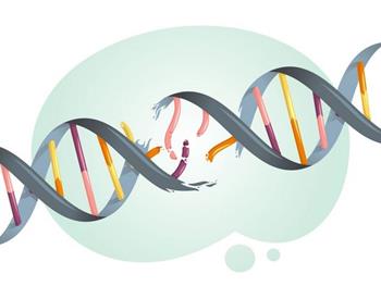 هدف‌گیری دو فرآیند مهم سلولی دخیل در ترمیم DNA و متابولیسم