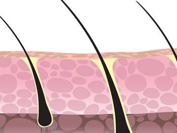 مکانیک سلولی که تنظیم دقیق رشد مو را تحریک می‌کند