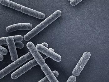 کشف ویژگی‌هایی چند سلولی  از باکتری‌های تک سلولی