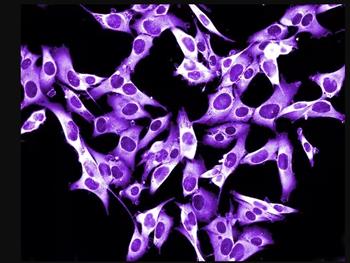 چگونه سلول‌های سرطانی می‌توانند نامیرا شوند
