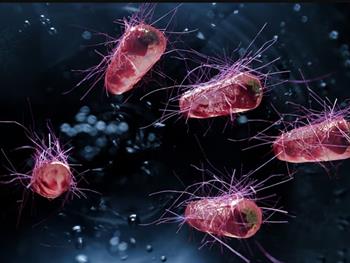 باکتری‌هایی که برای یافتن و از بین بردن تومورها مهندسی ژنتیکی شده‌اند