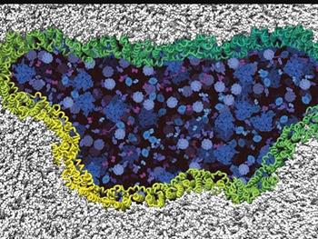 چگونگی پارگی غشای پلاسمایی در مرگ سلولی با واسطه یک پروتئین