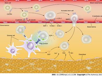 پیوند سلول‌های بنیادی آلوژنیک در درمان لوسمی میلوئید حاد 