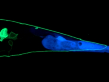 سازوکار تکاملی: pruning رشدی نوریت‌های حسی با پارگی مکانیکی در مگس سرکه