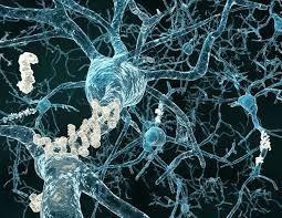 رشد سلول‌های مغزی به روشی نوین