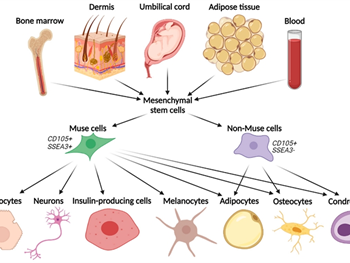سلول‌های مقاوم در برابر استرس سلول‌های بنیادی (سلول‌های Muse) 