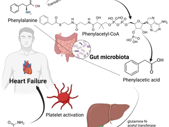 پیشرفت‌های اخیر در متابولیت‌های مرتبط با میکروبیوتا در نارسایی قلبی 