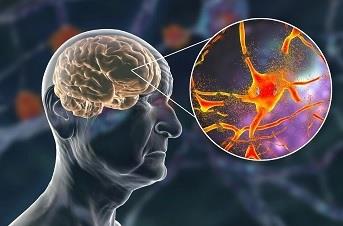 عملکرد افزایش سن در حفظ حافظه سلول‌های مغز 
