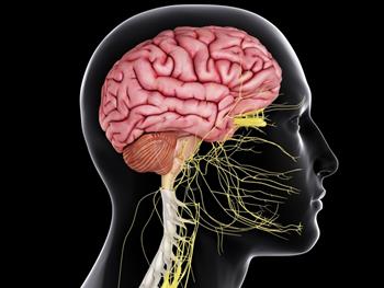 چگونه مغز اطلاعات حسی اندام‌های داخلی را پردازش می‌کند 