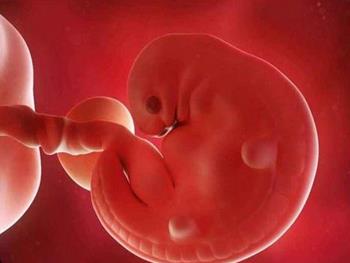 مشاهده روند رشد جنین در حاملگی‌های منجر به سقط 