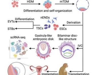 تولید ساختارهای شبه جنین از سلول‌های بنیادی جنینی  