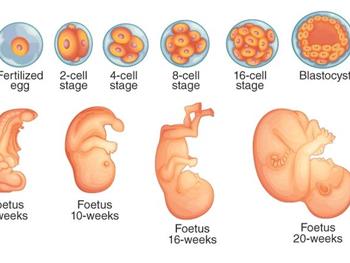 کشف ژن کلیدی موثر برای رشد جنین