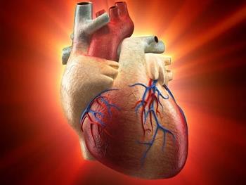ژن کلیدی ترمیم کننده قلب کشف شد