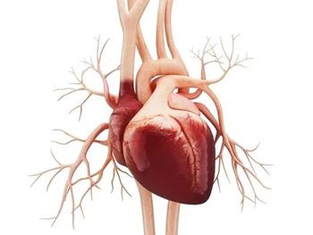 استفاده یک جوهر جدید برای تولید بافت قلبی تپنده