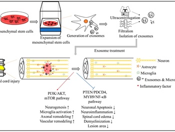 نقش اگزوزوم‌ها و microRNA های مشتق از سلول‌های بنیادی در آسیب نخاعی (SCI) 