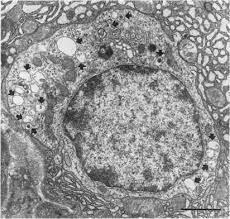 طراحی، سنتز و فعالیت ضد سرطانی هیبریدهای تریپتیسن-پپتید باعث مرگ سلولی پاراپتوتیک در سلول‌های سرطانی می‌شوند