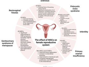 سلول‌های بنیادی مزانشیمی و سلامت زنان