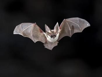 شواهد تجربی برای مقاومت به سرطان در گونه خفاش