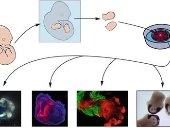 نقش متیلاسیون DNA در رشد جوانه اندام حرکتی موش 