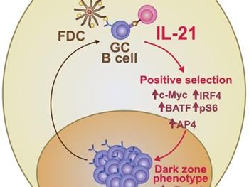  IL-21 و ایمنی سلولی