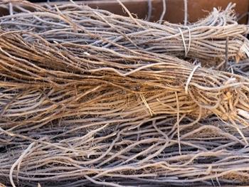 کاربردهای عصاره ساپونین از ریشه مارچوبه به عنوان یک ماده کاربردی