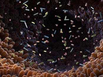 تعامل پیچیده میان میکروب‌های روده، غذا و ایمنی