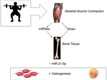 تاثیر miRNA بر استخوان در پاسخ به ورزش