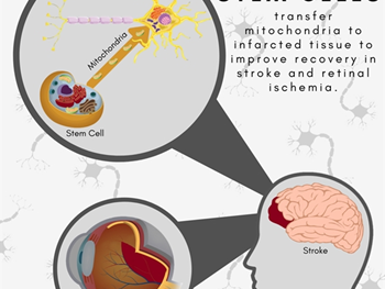 میتوکندری در درمان مبتنی بر سلول برای سکته مغزی 
