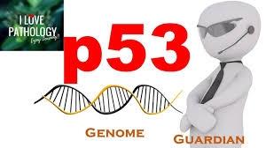 داروسازی p53 در سرطان: یک پروتئین، با اهداف متعدد 