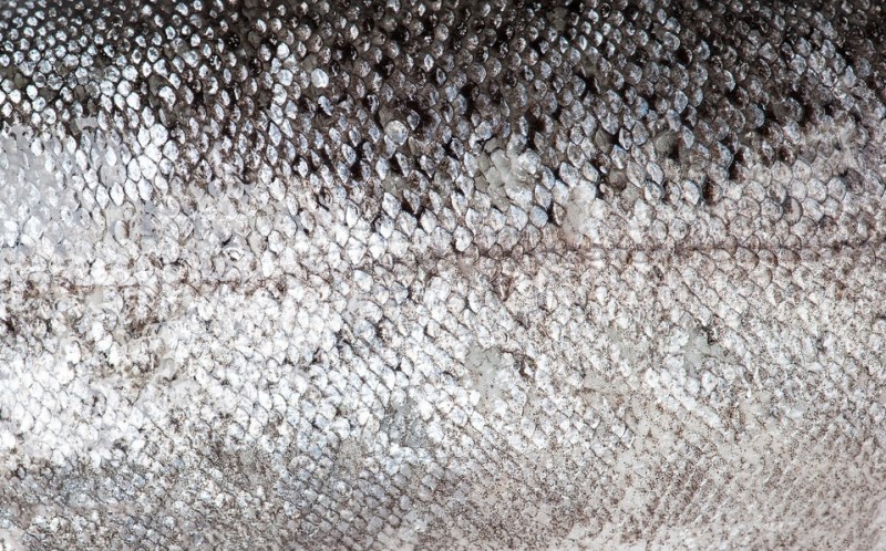 درمان زخم و سوختگی با پوست ماهی: نوآوری از اقیانوس به اتاق عمل!