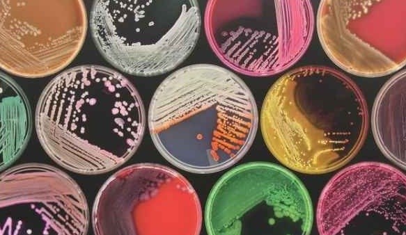 ‌درمان سرطان توسط ترکیبات میکروبی مهندسی‌شده